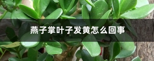 燕子掌叶子发黄怎么回事，怎么办