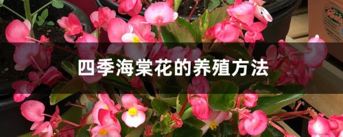 四季海棠花的养殖方法