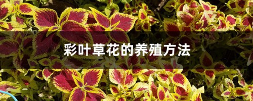 彩叶草花的养殖方法