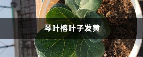 琴叶榕黄叶的原因和处理办法