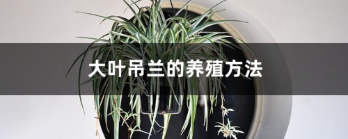 大叶吊兰的养殖方法