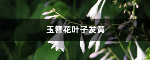 玉簪花黄叶的原因和处理办法