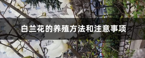 白兰花的养殖方法和注意事项