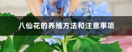 八仙花的养殖方法和注意事项