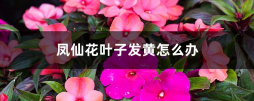 凤仙花叶子发黄怎么办