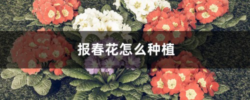 报春花怎么种植