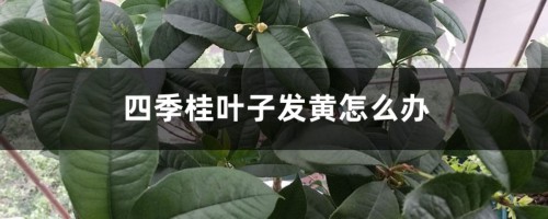 四季桂叶子发黄怎么办