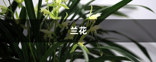 “兰花”花开后，拿把剪刀剪一剪，花开的旺盛芽长得快！