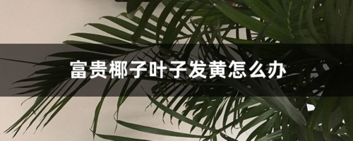 富贵椰子叶子发黄怎么办