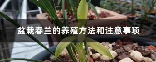 盆栽春兰的养殖方法和注意事项