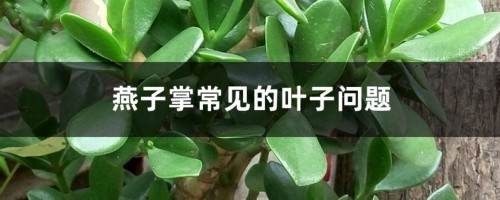 燕子掌常见的叶子问题