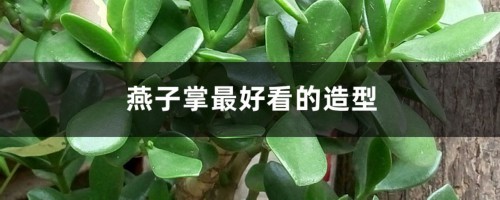 燕子掌最好看的造型