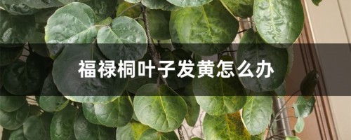 福禄桐叶子发黄怎么办