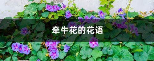 牵牛花的花语，牵牛花是什么颜色