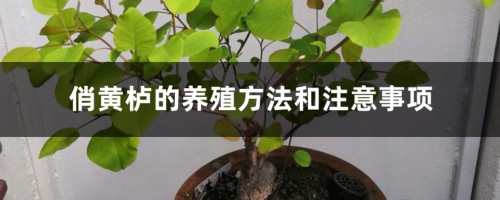 俏黄栌的养殖方法和注意事项