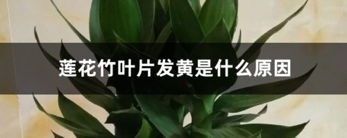 莲花竹叶片发黄是什么原因