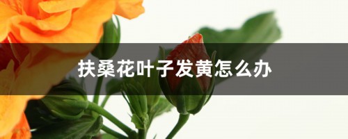 扶桑花叶子发黄怎么办