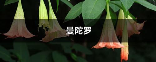 彼岸花、曼珠沙华、曼陀罗之间是什么关系