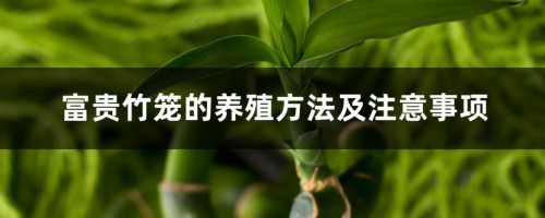 富贵竹笼的养殖方法及注意事项