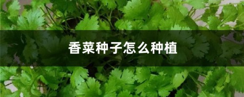 香菜种子怎么种植