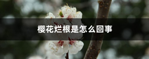 樱花烂根是怎么回事