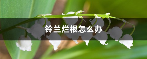 铃兰烂根怎么办