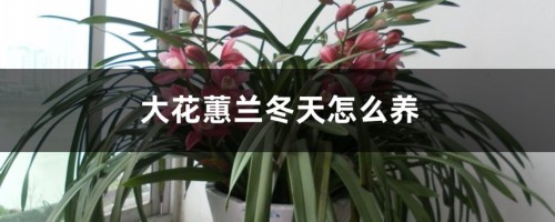 大花蕙兰冬天怎么养，花期怎么养