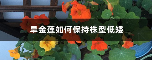 旱金莲如何保持株型低矮