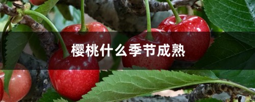 樱桃什么季节成熟，樱桃图片