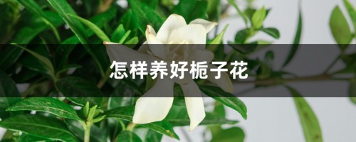 怎样养好栀子花