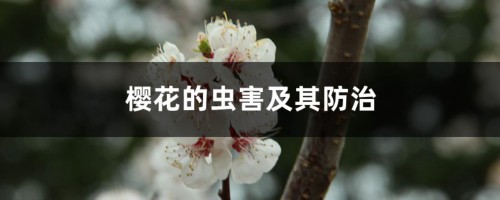 樱花的虫害及其防治