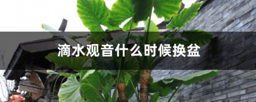 滴水观音什么时候换盆