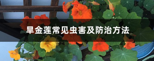 旱金莲常见虫害及防治方法