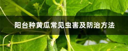 阳台种黄瓜常见虫害及防治方法