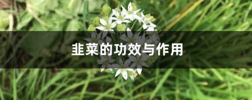 韭菜的功效与作用，韭菜籽的功效与作用