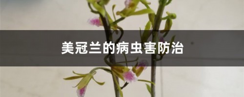 美冠兰的病虫害防治