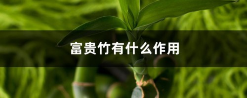 富贵竹有什么作用，富贵竹有什么特点