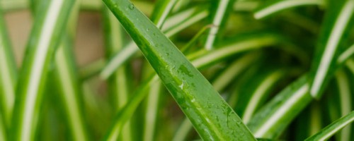 卧室放什么植物最旺财又健康