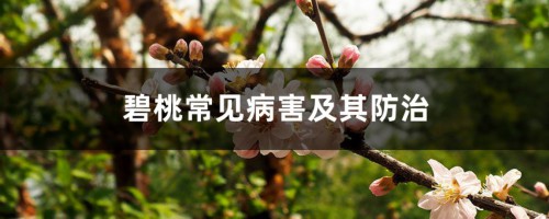 碧桃常见病害及其防治