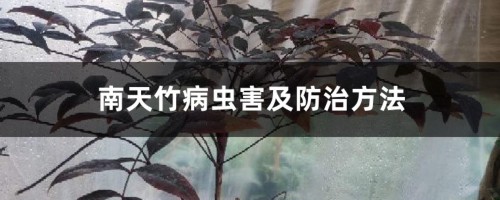 南天竹病虫害及防治方法