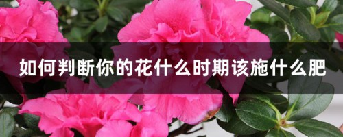 如何判断你的花什么时期该施什么肥