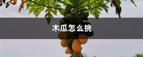 木瓜怎么挑，木瓜多少钱一斤