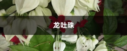 龙吐珠开花少怎么办，寻找原因是关键！