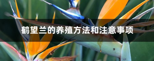 鹤望兰的养殖方法和注意事项