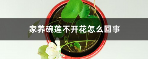 家养碗莲不开花怎么回事