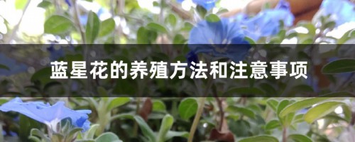 蓝星花的养殖方法和注意事项