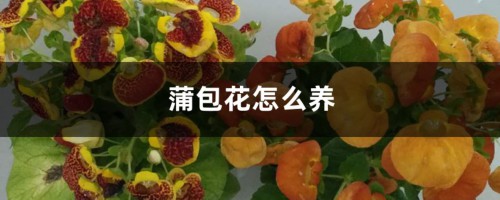 蒲包花的养殖方法和注意事项