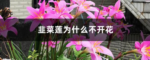 韭菜莲为什么不开花