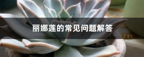 丽娜莲的常见问题解答