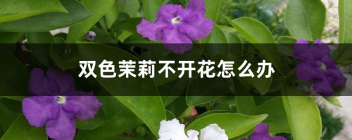 双色茉莉不开花怎么办